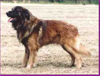 Asterel Parsley - UK Breed Record Holder